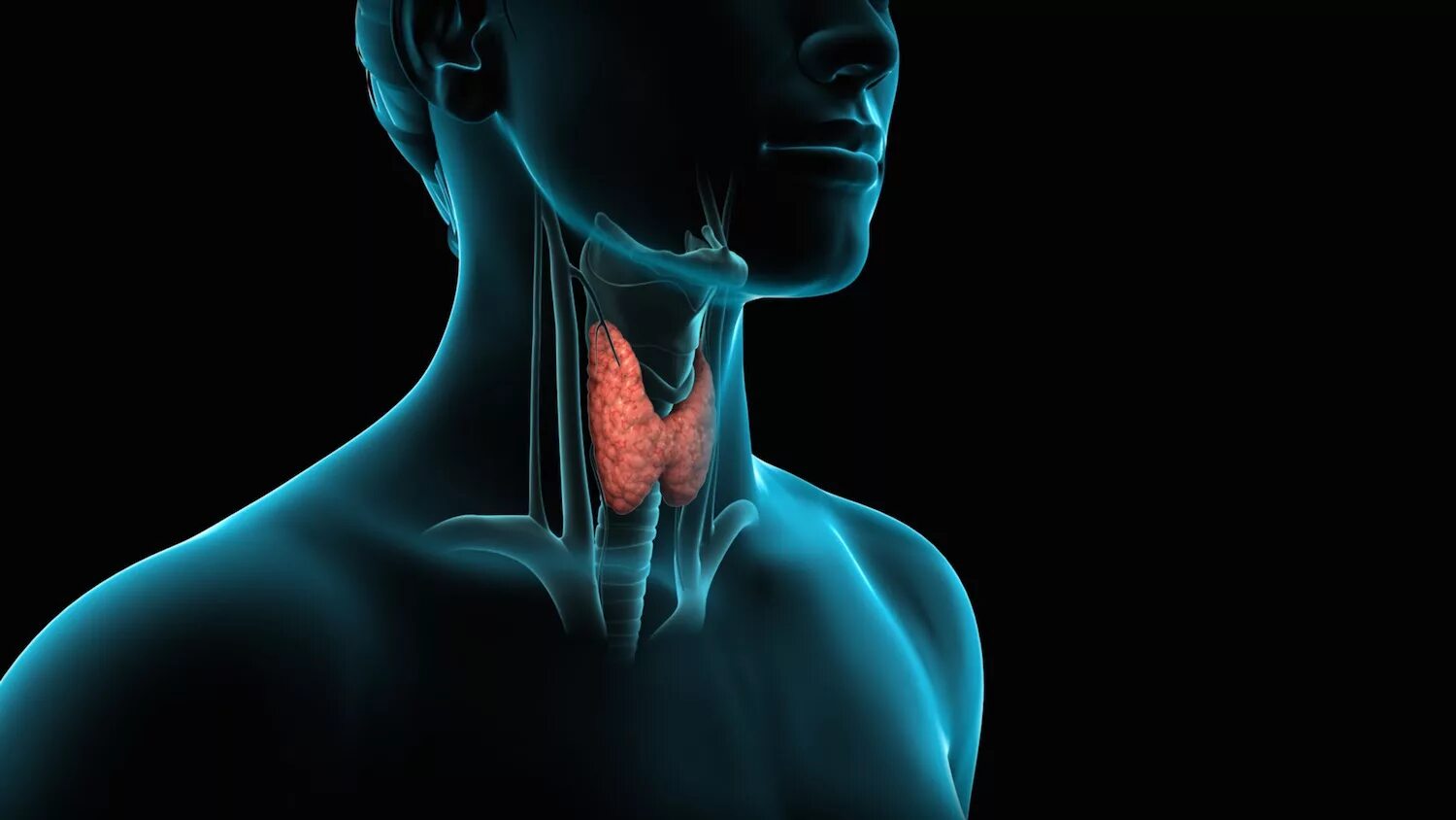 Thyroid щитовидная железа. Патология эндокринных желез. Эндокринолог щитовидная железа.
