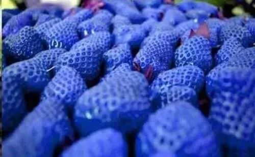 Blue strawberry. Синяя клубника. Голубая клубника сорт. Синяя клубника сорт. Голубой фрукт.