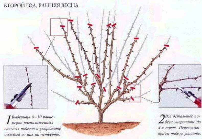 Как подрезать смородину весной. Схема обрезки черной смородины. Схема обрезки крыжовника. Схема обрезки жимолости весной. Схема обрезки крыжовника весной.