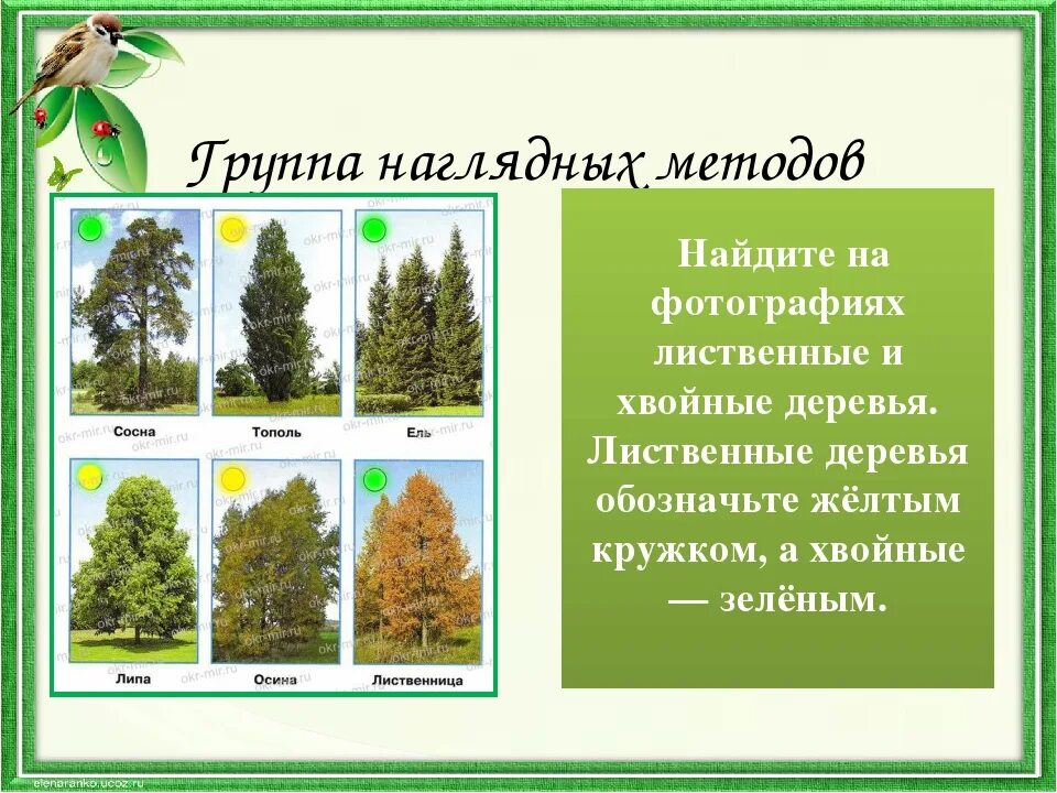 Липа хвойное. Тополь лиственное или хвойное. Лиственные деревья. Липа лиственное или хвойное. Лиственные и хвойные деревья липа.