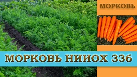 Морковь нииох отзывы