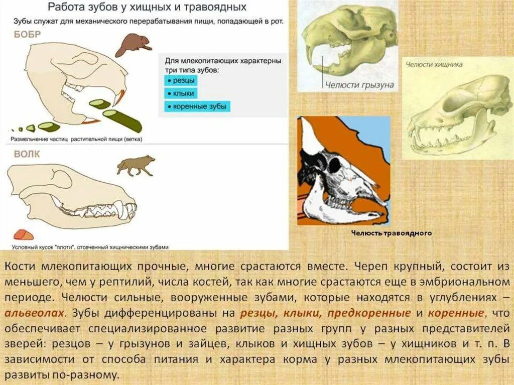 Какой отдел млекопитающих наиболее развит. Строение зубов травоядных животных. Черепа млекопитающих животных. Строение черепа млекопитающих. Зубная система травоядных.