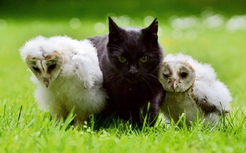 совята кроличий сыч. прикольные совы. сова и кот. сова рисунок. воробьиный сыч птенец.