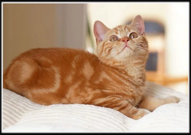 Манчкин табби. Американская короткошерстная котенок рыжая. Американский рыжий кот. Европейская короткошерстная табби рыжий. Европейская короткошерстная кошка рыжая.