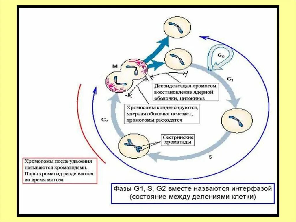 Клеточный цикл процессы. Стадии жизненного цикла клетки митоз. Клеточный цикл хромосомы. Жизненный цикл клетки схема. Деление характерное для соматических клеток