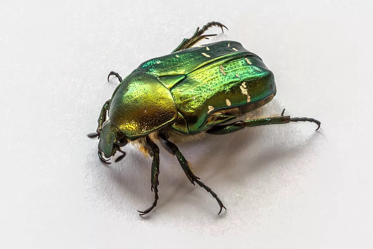 майский жук бронзовка. бронзовка большая зеленая. крылья жук бронзовка. золотистая бронзовка крылья. жук бронзовка строение.
