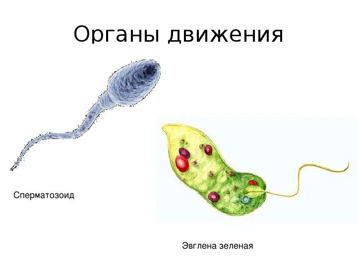 Органеллы передвижения. Органоиды движения клетки жгутики реснички ложноножки. Органы движения клетки строение. Органоиды движения клетки. Строение органоидов движения клетки.