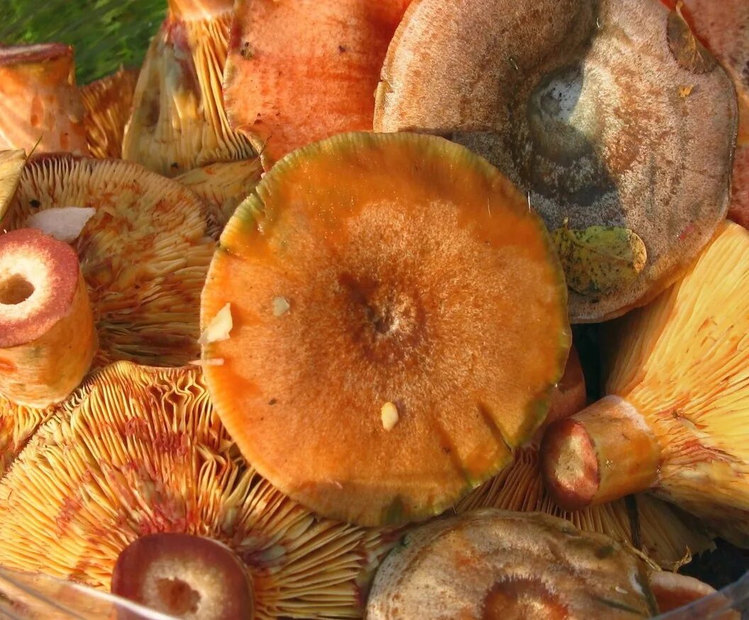 Желтые рыжики. Царский гриб Рыжик. Рыжики пластинчатые грибы. Приморский край гриб Рыжик. Сосновый Бор рыжики.