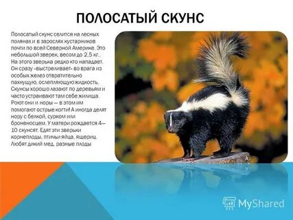 Скунс на каком материке обитает 2