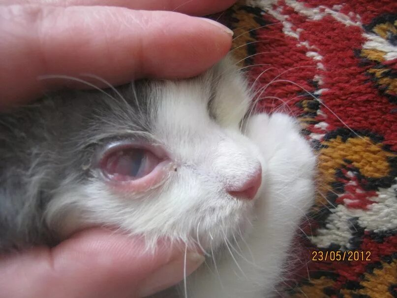 Микроплазмоз. У котёнка на глазах белая плёнка. Заболевание глаз у котят. У котенка слезится глаз и пленка.