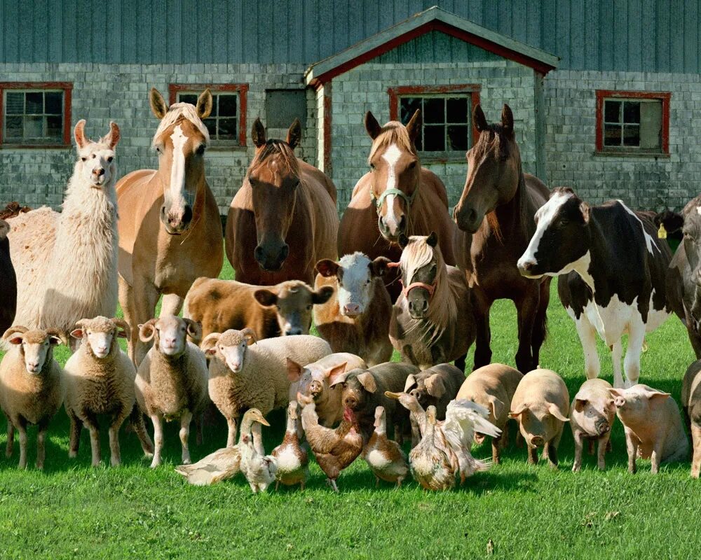 Лошади коровы и куры. Сельскохозяйственные животные. Животные на ферме. Домашние животные сельского хозяйства. Сельские животные.