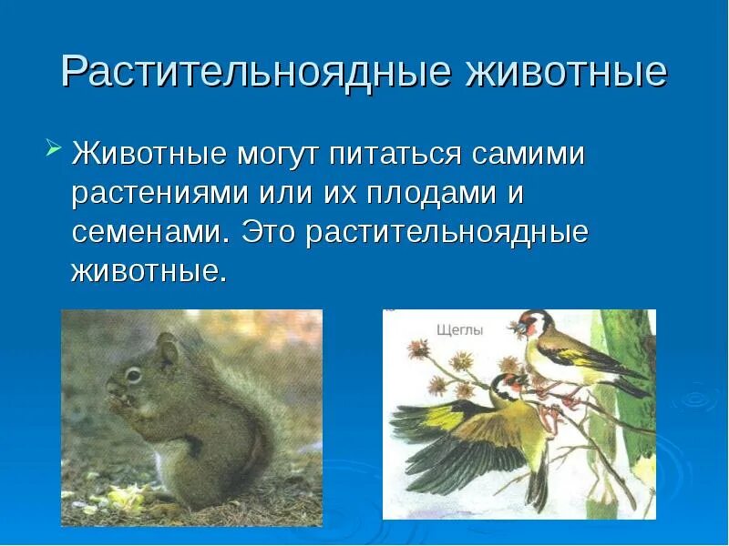 Растение растительноядное животное