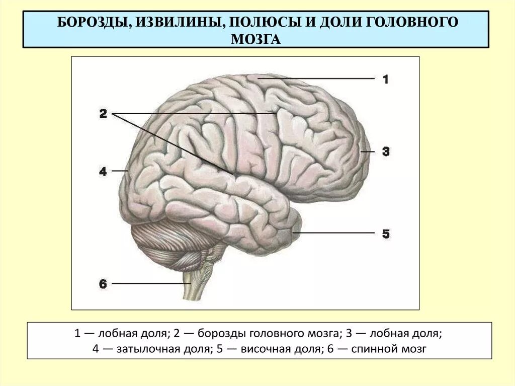 Анатомия коры головного мозга доли борозды извилины. Головной мозг строение доли и извилины. Крупные борозды извилины доли больших полушарий. Извилины долей мозга