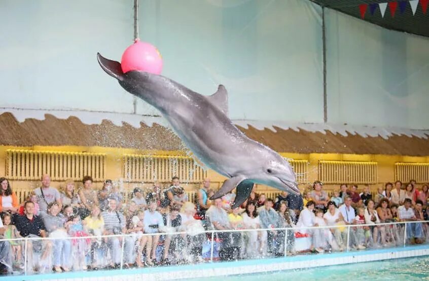 спортивный клуб дельфин москва. дельфин светотехники. дельфин. 3852941 светильник большой дельфин. винтер 2 дельфин.