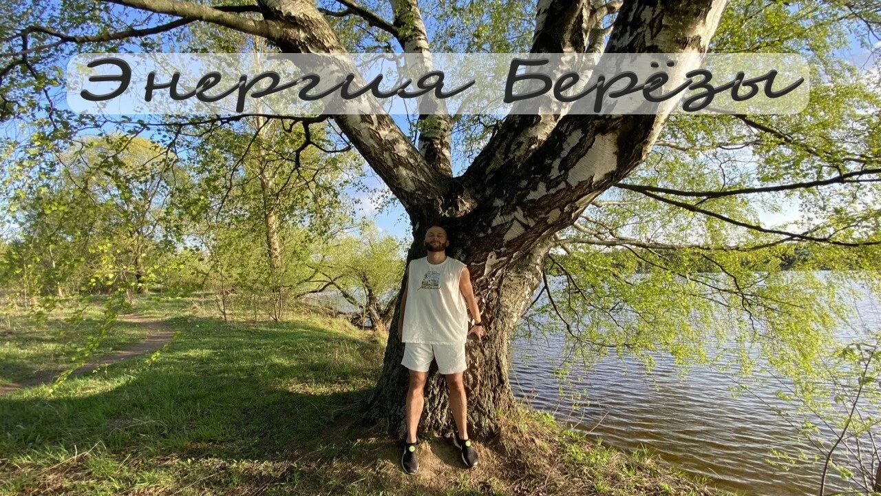 Деревья доноры. Дерево стресса. Дерево силы. Энергия от дерева к человеку. Из жизни одного дерева.