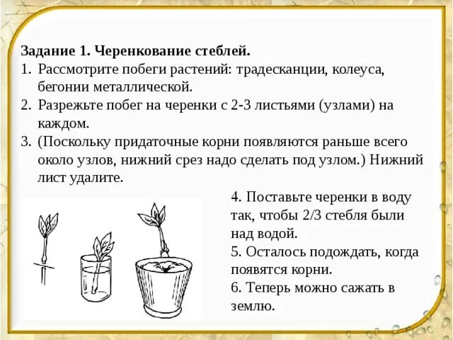 Черенкование комнатных растений лабораторная работа 6 класс. Черенкование комнатных растений таблица. Разрежьте побег на черенки с 2-3 листьями узлами на каждом. Лабораторная работа черенкование комнатных растений. Побеги растений традесканции колеуса бегонии металлической.