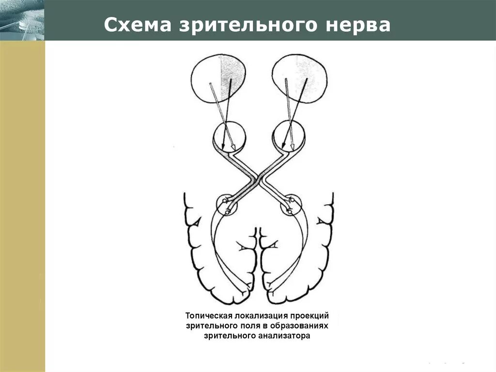 Два зрительных нерва. Зрительный нерв анатомия схема. Зрительный нерв 1 Нейрон. Схема зрительного анализатора. Ход зрительного нерва.