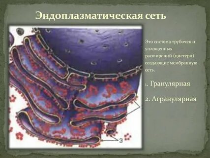 Эндоплазматическая сеть где находится