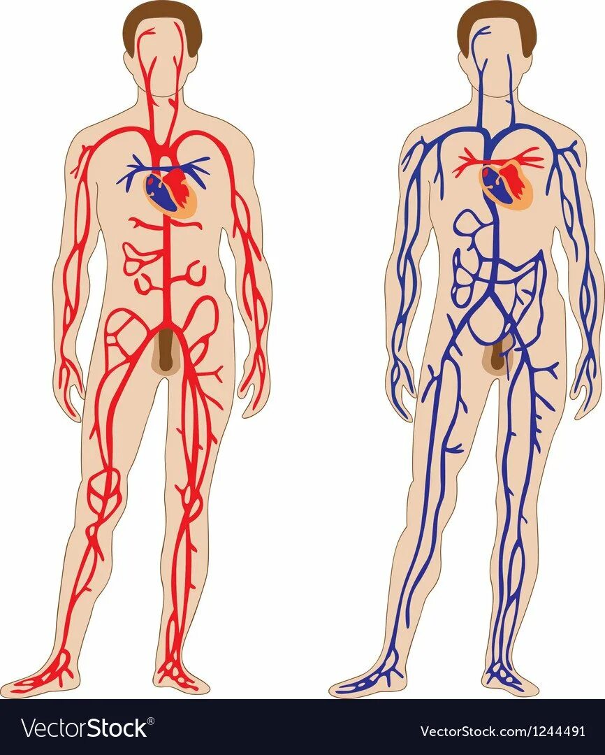 Артериальная и венозная система человека рисунок. Артериальная система кровообращения человека. Венозная система и артериальная система. Кровеносная система венозная и артериальная кровь.