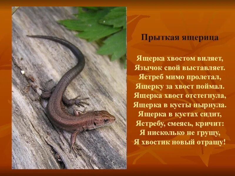 Ящерица красной книги. Прыткая ящерица красная книга. ящерица занесенная в красную книгу. сообщение о ящерице. описание ящерицы.