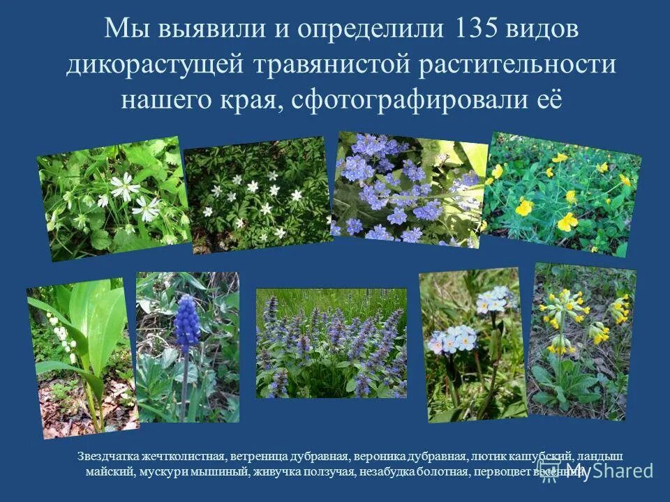 травянистые растения подмосковья. растения московского региона. растения московского региона. растения московского региона. цветы московской области.