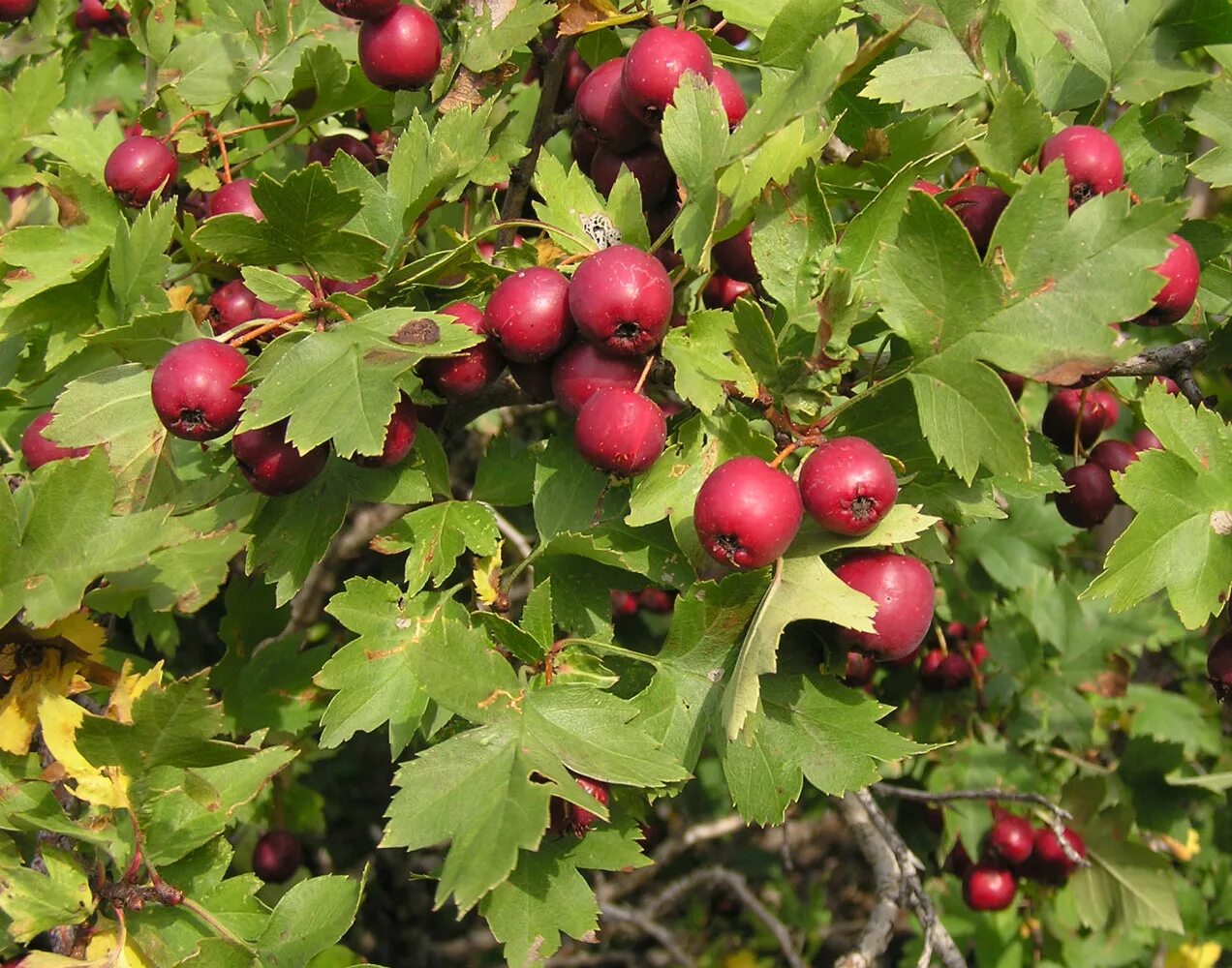 Как называется боярышник. Боярышник Даурский Crataegus dahurica. Боярышник крупноколючковый североамериканский. Кратегус боярышник. Боярышник вееровидный.