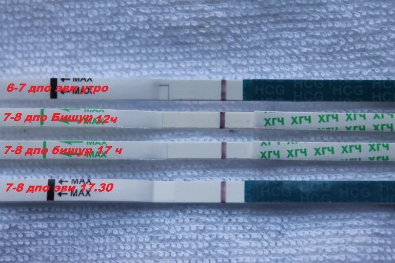 После овуляции 37. 7 ДПО тест Эви. 8 ДПО эвитест. 7-8 ДПО тест эвитест.
