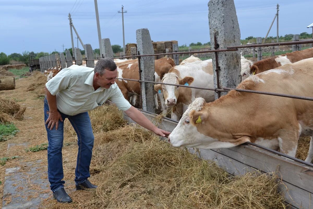 волгоградские фермеры. пакуш игорь. бизнес на селе. обязанности крестьянского фермерского хозяйства. село хозяйство.