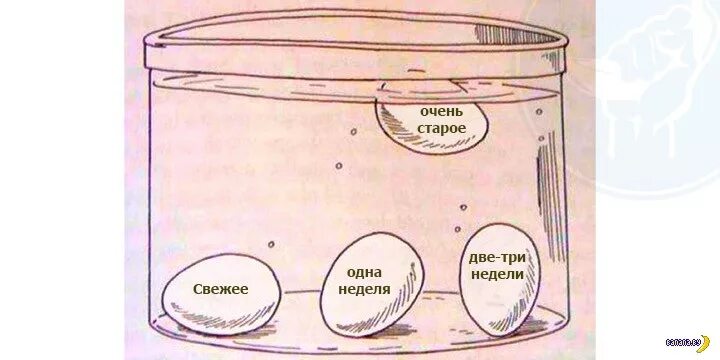 Почему всплывает сырое яйцо в холодной. Яйцо всплывает в воде. Если яйцо всплывает в холодной воде. Сырое яйцо всплывает. Если сырое яйцо всплывает в холодной воде.