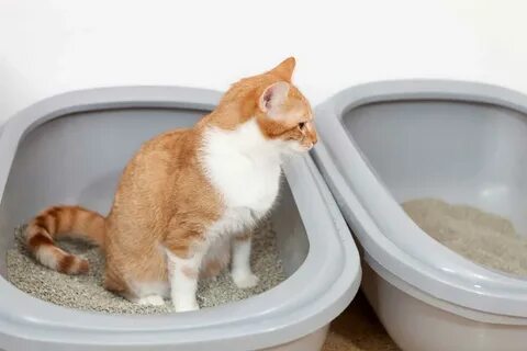 how often do cats poop in a day - tv-prospect.ru.