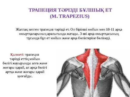 Шила Стилз өзінің таз ғашығын трахает