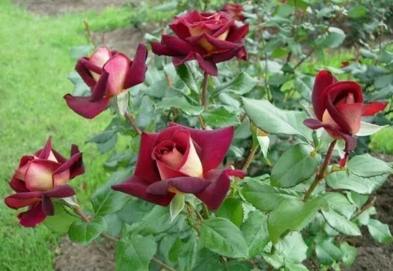 Сорт розы Эдди Митчелл.