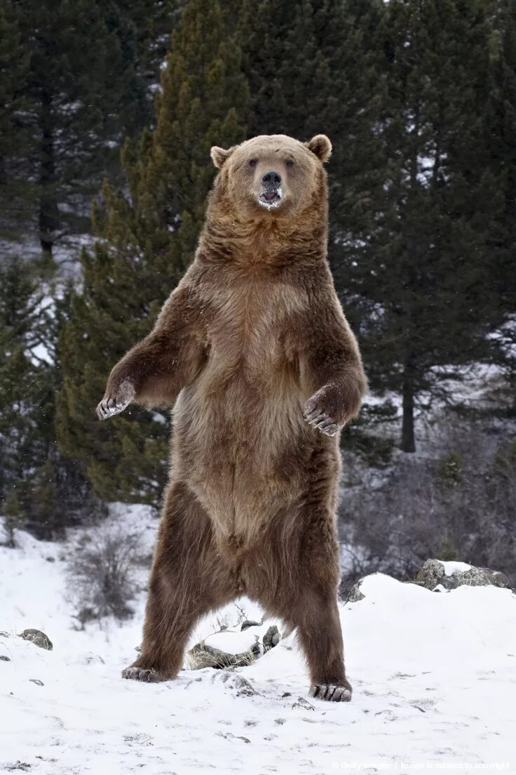 Медведь в полный рост. Медведь Гризли на задних лапах. Медведь Гризли в полный рост. Гризли Беар. Рост медведя Гризли на задних лапах.