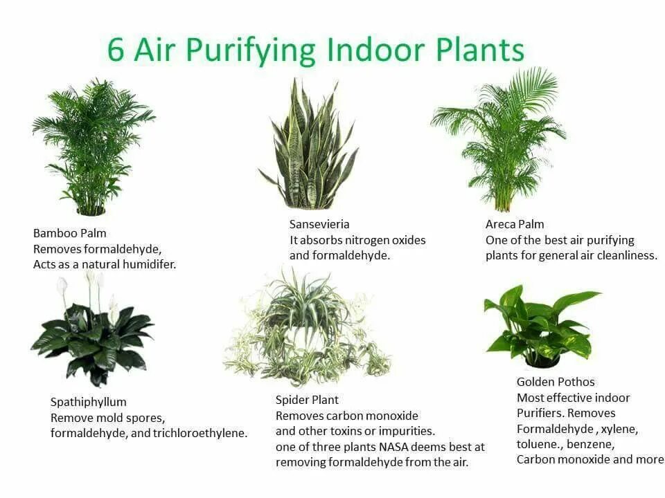 How many plants. Air Purifying Plants. Air Purifier with Plant. Air Cleaning Plants. Indoor Plants Types.