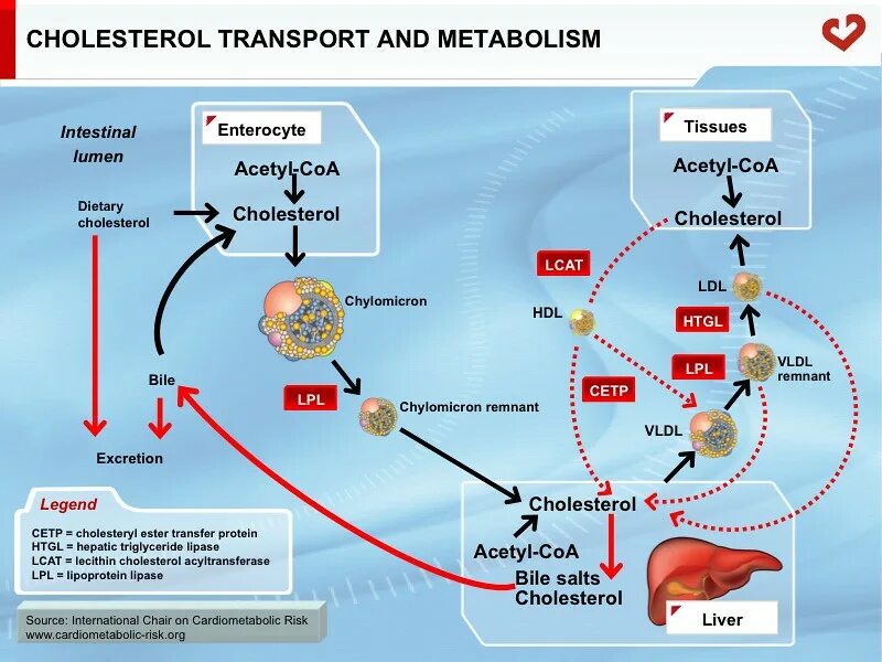 Инсульт холестерин. Метаболизм холестерина. Холестерол транспорт. Метаболизм холестерина схема. Циркуляция холестерина.