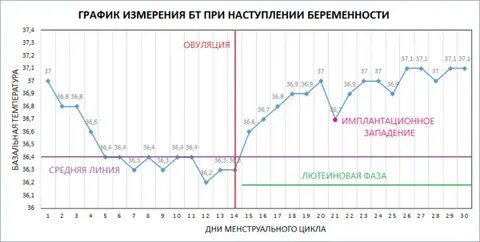 Забеременеть па до овуляции
