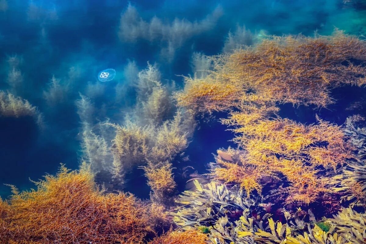Темные водоросли. Цистозейра водоросли. Лауренсия водоросль. Водоросли черного моря. Про ламинарию чёрного моря водоросли.