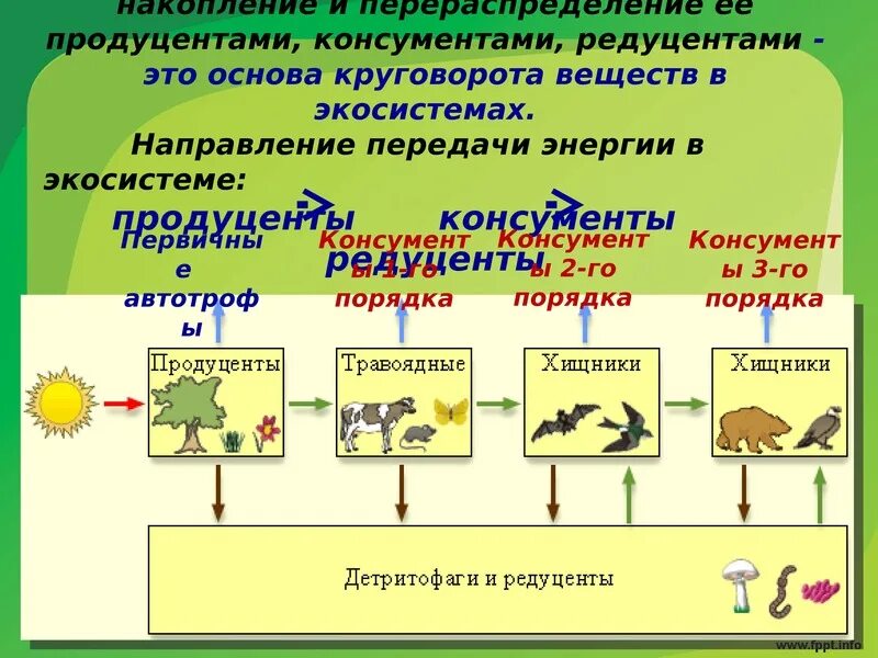 Какова роль производителей в пищевой цепи биология. Пищевая цепь питания редуценты консументы. Цепи питания 1 консумент 2 консумент. Цепь питания из 6 звеньев продуценты редуценты консументы. Продуценты редуценты консументы 1 порядка.