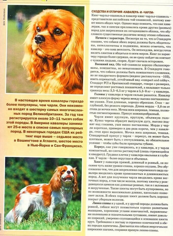 Рассказ о породе кокер спаниель 2 класс. Кокер спаниель описание породы. 2. Английский кокер-спаниель. Английский кокер-спаниель породы охотничьих собак.