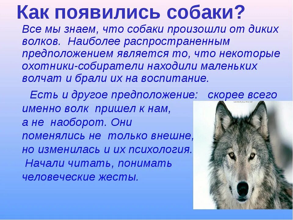 Как появились собаки. История о волках. Рассказы о чебанах и волках. Откуда появились волки. Текст волк и собака