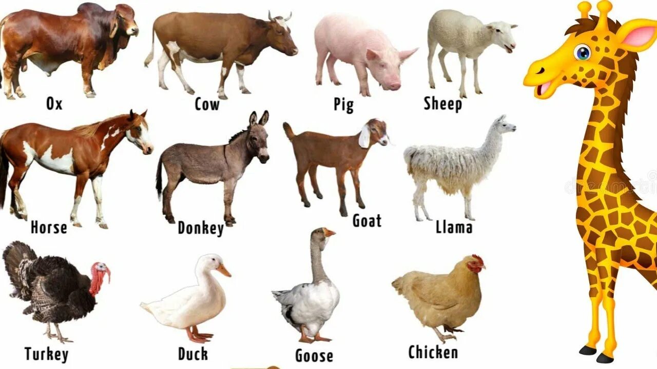 Домашние животные на англ. Животные на ферме. Животные на ферме на английском. Животные фермы на английском для детей. Домашние животные на английском для детей.
