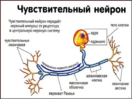 Окончание аксона двигательного нейрона