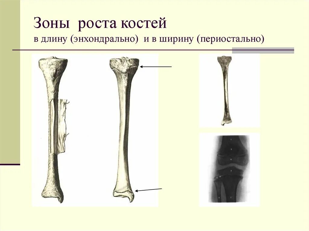 Пластина роста