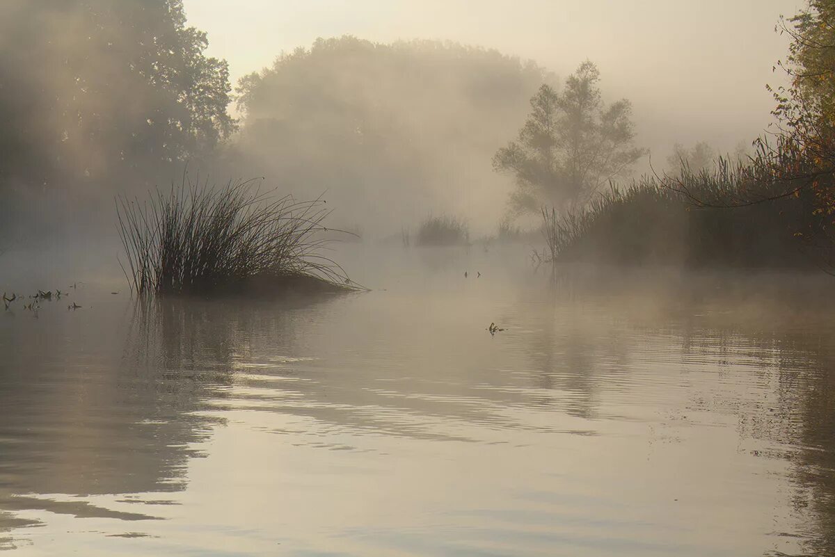 Туман стелется над рекой. Над рекой туман сизый дым. Туман на воде. Река туманная. Сизый туман.