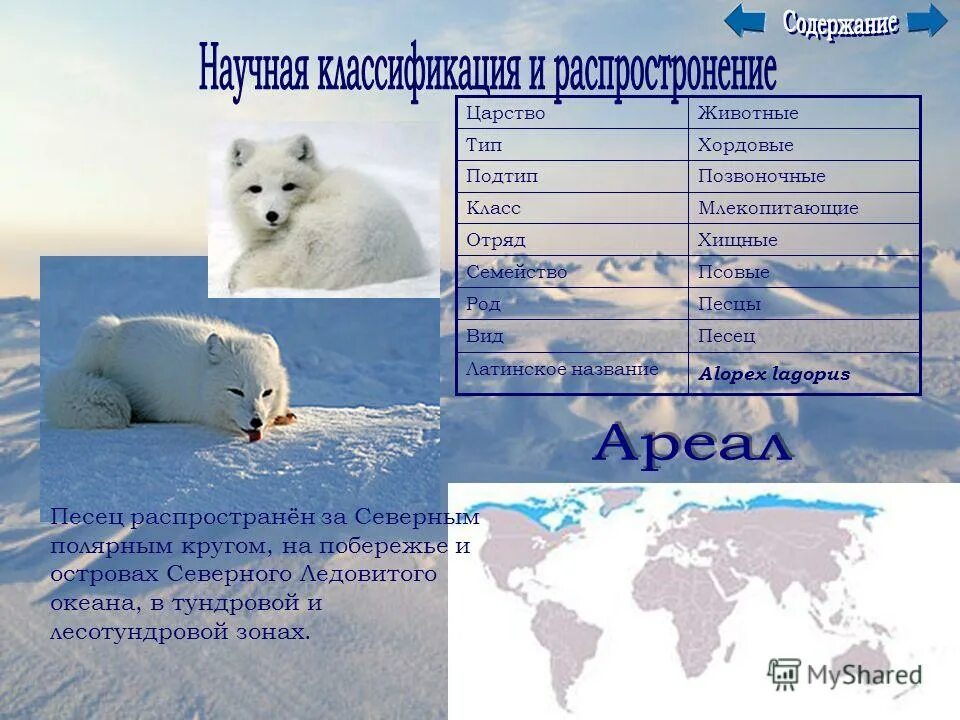 песец крадется. строение песца. ареал песца. шпицберген песец. песец.