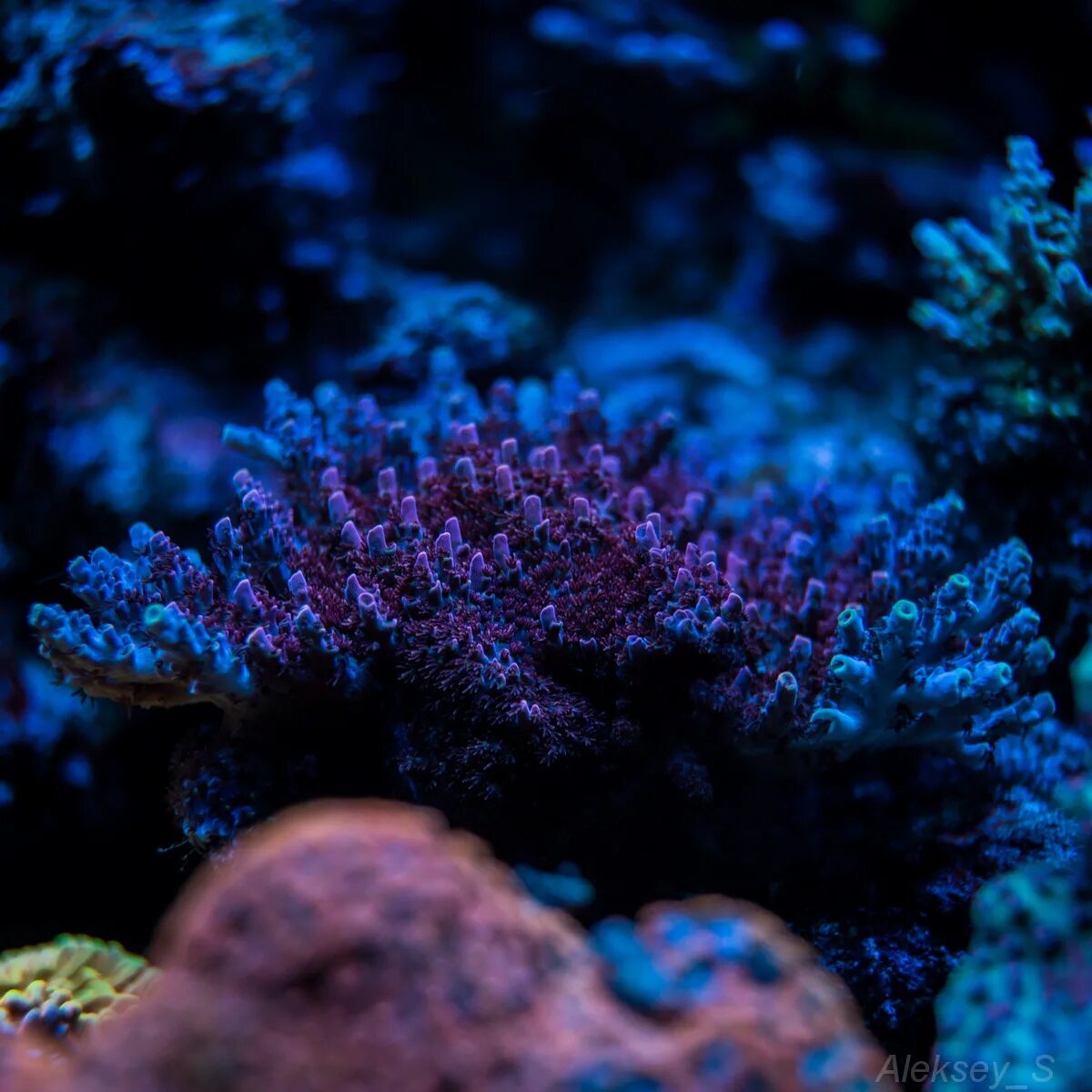 Акропора фрогскин. Статица коралловые рифы. Акропора цветная. Статица коралловые рифы цвет.