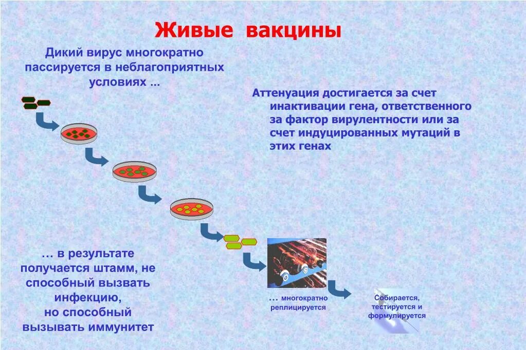 Живые и неживые вакцины. Живые вакцины. Живые ослабленные вакцины. Схема получения вакцин. Живые вакцины схема.