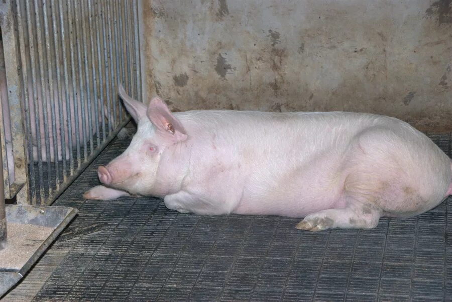 Цена свинины живым весом. Свинья Живая. Закупаем свиней живым весом.