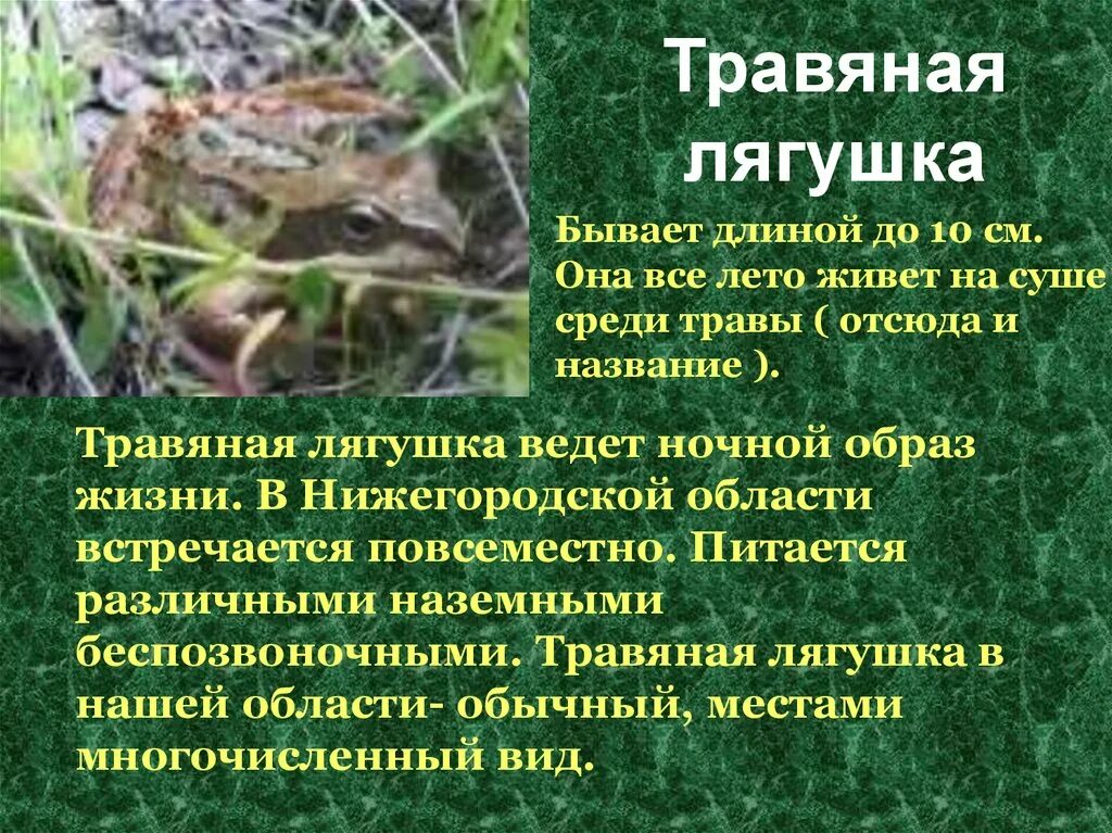 Остромордая лягушка и травяная лягушка отличия. Травяная лягушка место обитания. Описание лягушки. Образ жизни лягушки. Развитие серой жабы