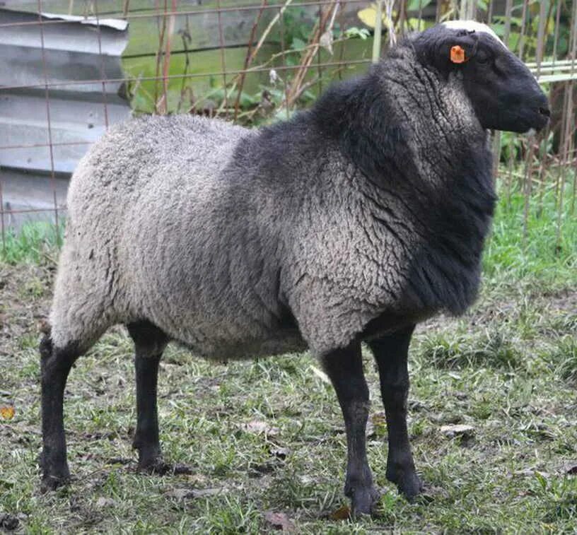 Грубошерстные породы овец Романовская. Баран Романовской породы. Романовская порода овец.